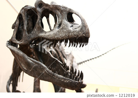 Fossil of Tyrannosaurus Fossil of Tyrannosaurus 1212019