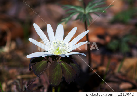 Azuma Chige（東華） 1213042