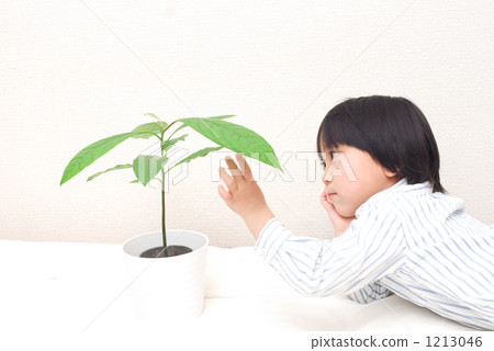 avocado, alligator pear, avocados 1213046