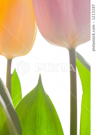 Flower high key tulip 1213197