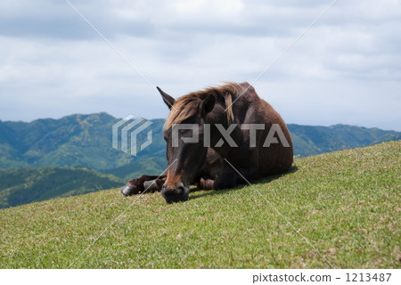 A doze horse A doze horse 1213487