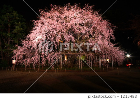 Buddy cherry blossoms at Rokugien Buddy cherry blossoms at Rokugien 1213488