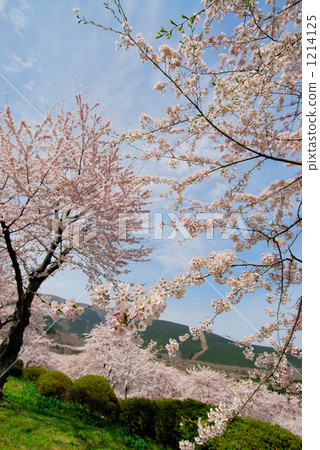 cherry blossom, cherry tree, clear 1214125