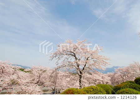 cherry blossom, cherry tree, clear 1214126
