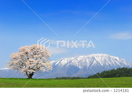 Ikko cherry tree Ikko cherry tree 1214181