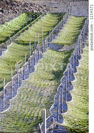 海藻養殖 海藻養殖 1214371