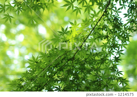 Fresh green maple 1214575
