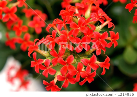 Kalanchoe 1214936