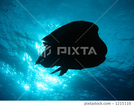 Napoleonic fish in Palau 1215110