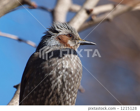 brown-eared bulbul, wild bird, gray-brown 1215128