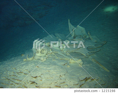 Turtle bone Turtle bone 1215198