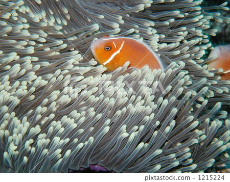 An anemone fish with cute eyebrows 1215224