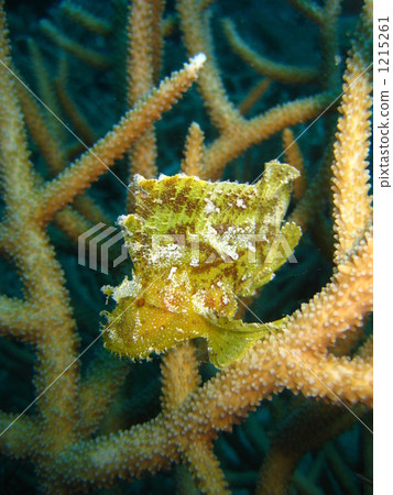 Frog anko floating in branch coral forest Frog anko floating in branch coral forest 1215261