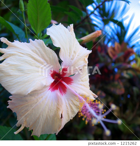 夏威夷花芙蓉 夏威夷花芙蓉 1215262