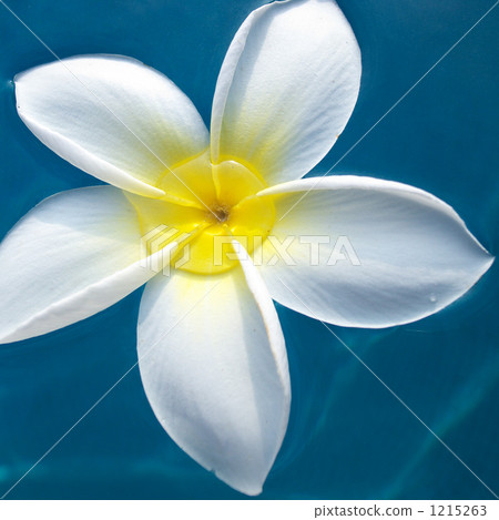 夏威夷花雞蛋花 夏威夷花雞蛋花 1215263