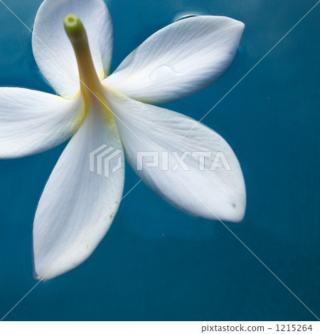 Hawaiian flower plumeria Hawaiian flower plumeria 1215264