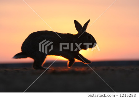 兔子在晚上跑 1215288