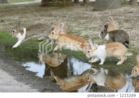 Rabbits to jump the puddle Rabbits to jump the puddle 1215289
