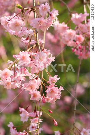 盛開的紅色竹櫻花盛開 1215430