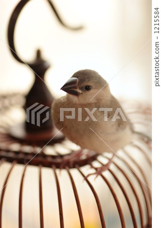 幼鳥 小雞 雞 1215584