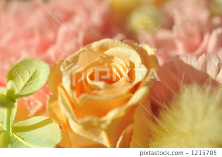 暴雪花玫瑰 暴雪花玫瑰 1215705