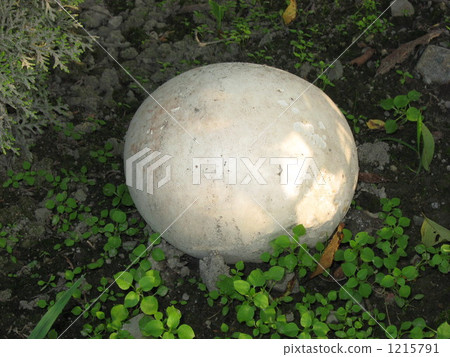 Huge round mushroom Huge round mushroom 1215791