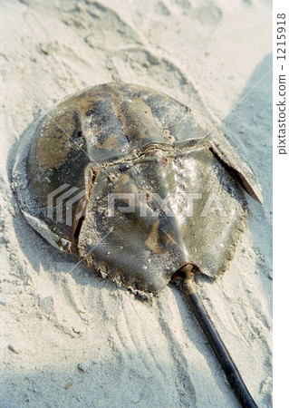 一隻馬蹄蟹發射到孟加拉灣 一隻馬蹄蟹發射到孟加拉灣 1215918