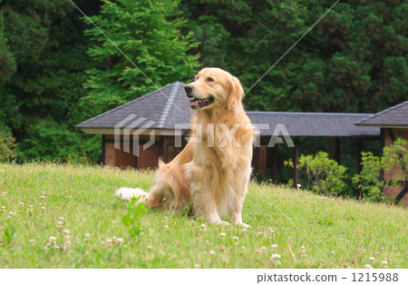 我的狗雷 1215988