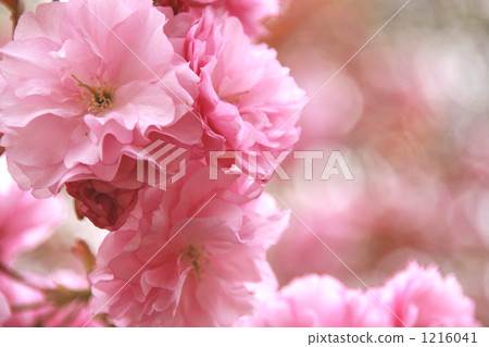 柔和的粉紅色漸變雙櫻花 1216041