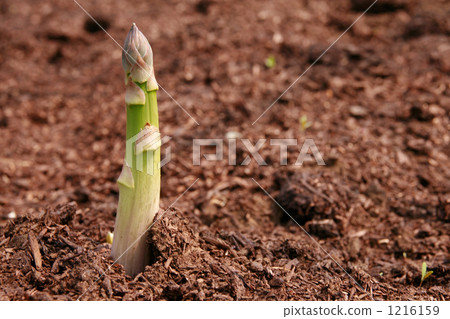 Asparagus who put out his face sharply Asparagus who put out his face sharply 1216159