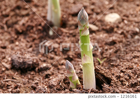 Asparagus who put out his face sharply Asparagus who put out his face sharply 1216161
