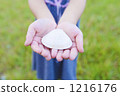 seashell, shell, hand 1216176