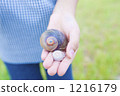 seashell, shell, hand 1216179