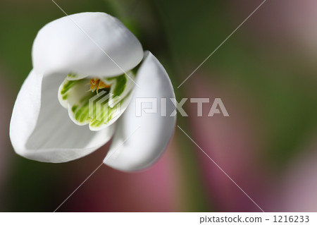 雪降 雪降 1216233