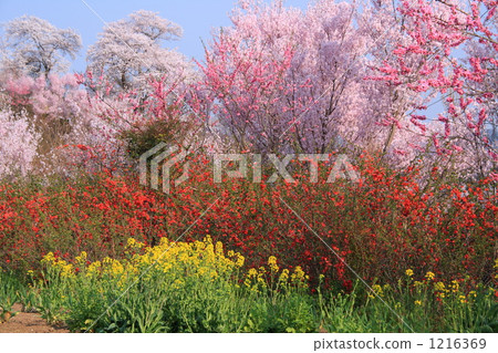 Hanamiyama mountain in spring 1216369