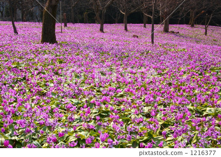 Katakuri cloth fabric of Yatsu / Kamioka Katakuri cloth fabric of Yatsu / Kamioka 1216377