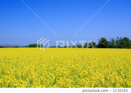 Rape flower field and blue sky on one side 1216381