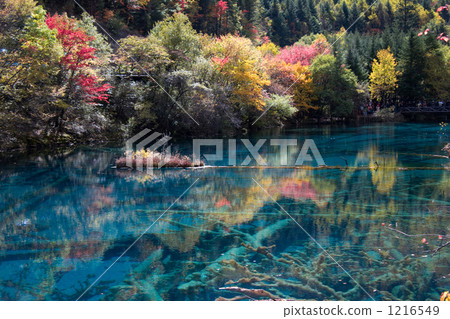 神秘的湖泊和沼澤 1216549