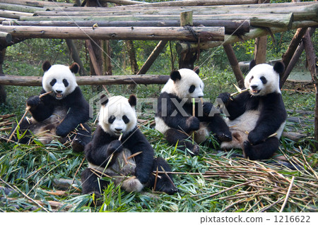 China Panda 1216622