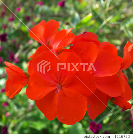 Hawaiian flowers Ruri Matsuri Hawaiian flowers Ruri Matsuri 1216723