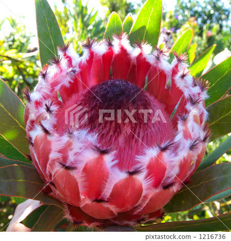 夏威夷花粉紅色貂皮普羅梯亞木 1216736