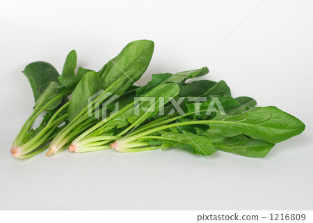 菠菜 1216809