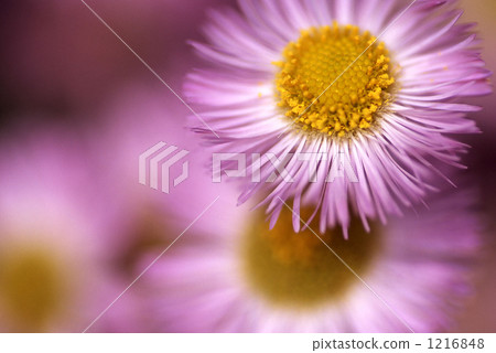 燈盞細辛 1216848