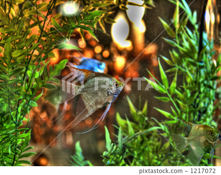 angel fish, tropical fish, aquarium 1217072