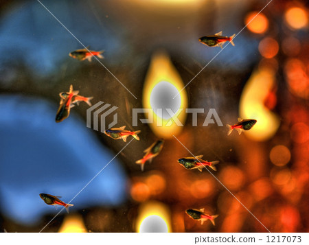 neon tetra, tropical fish, aquarium 1217073