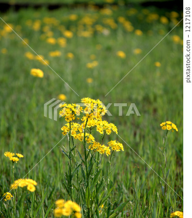 Flower of Sawao Gurga Flower of Sawao Gurga 1217108