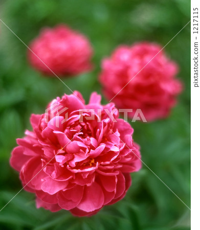 Peony flower flowers 1217115