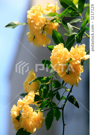 Yellow mockybara Yellow mockybara 1217129