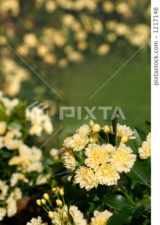Yellow mockybara 1217146