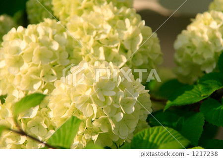 太陽曬太陽的大日光浴 太陽曬太陽的大日光浴 1217238